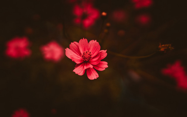 Red flower microscopic background butterfly free wallpaper for desktop - medium preview image