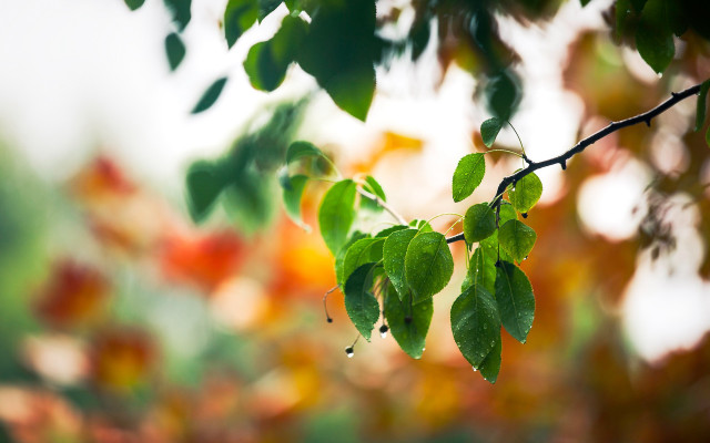 Branch green leaves blurred background free wallpaper for desktop - medium preview image