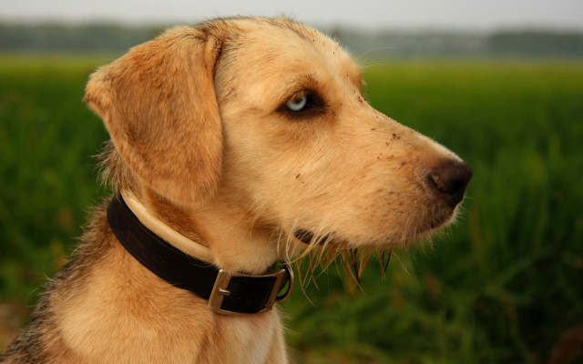 Dog collar looking distance field free wallpaper for desktop - medium preview image