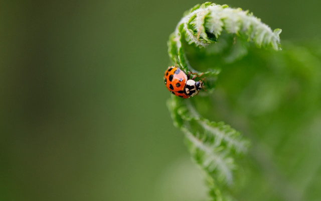 Ladybug greenleaf sun macro nature free wallpaper for desktop - medium preview image