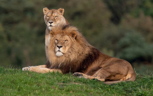 Lions on grassy hill nature free wallpaper for desktop - medium preview image