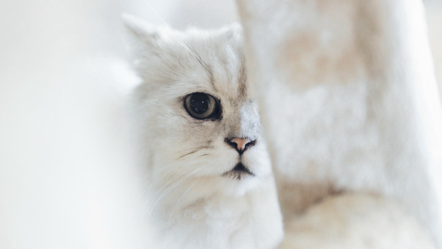 White cat looking through curtain free wallpaper for desktop - medium preview image