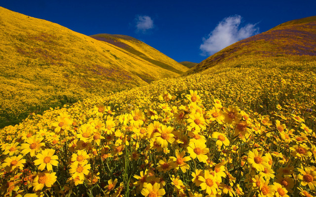 Yellow flower hills blue sky free wallpaper for desktop - medium preview image