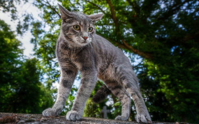 Curious cat forest log branch free wallpaper for desktop - medium preview image
