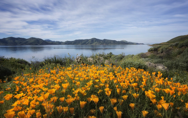 Yellow flowers lake mountains boat free wallpaper for desktop - medium preview image