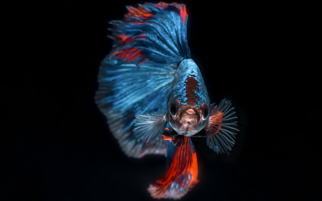 Blue red fish hologram award free wallpaper for desktop - medium preview image