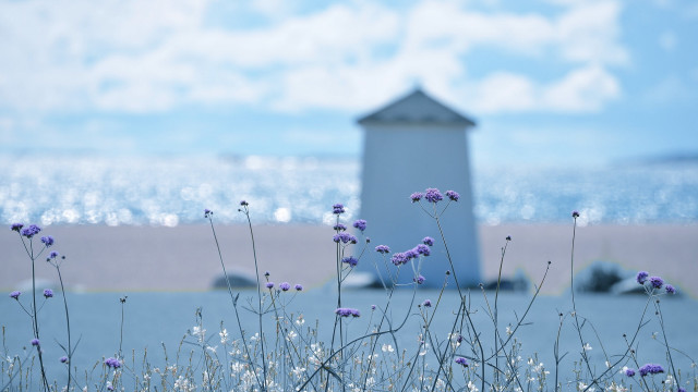 White building purple flowers water free wallpaper for desktop - medium preview image