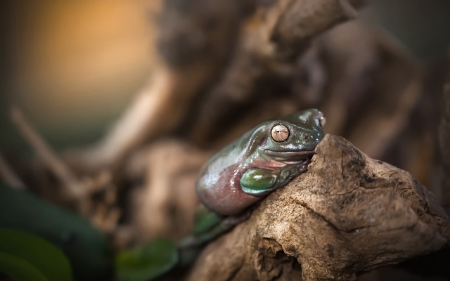Frog branch bokeh depth of free wallpaper for desktop - medium preview image