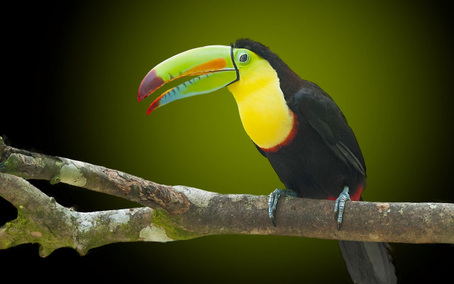 Colorful toucan branch fauvism photorealistic free wallpaper for desktop - medium preview image