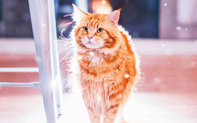 Snowy cat shadows light particles free wallpaper for desktop - medium preview image