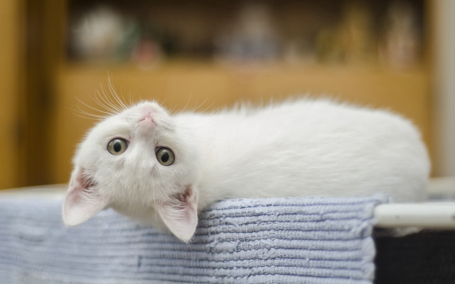 White kitten pile towels table free wallpaper for desktop - medium preview image