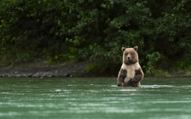 Bear water forest river nature free wallpaper for desktop - medium preview image