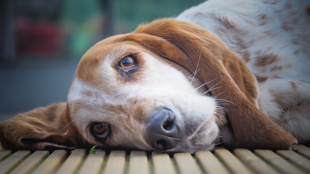 Shiba inu dog bench blurry free wallpaper for desktop - medium preview image