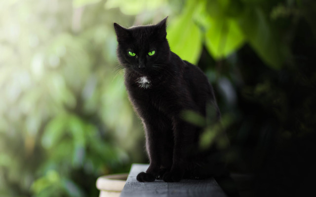 Black cat green eyes gothic free wallpaper for desktop - medium preview image