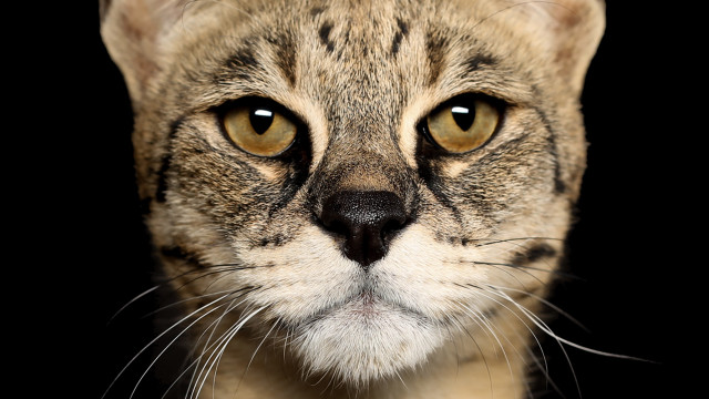 Cat white stripe rayonism portrait free wallpaper for desktop - medium preview image