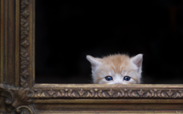 Kitten window blueeyes blurry depthaward free wallpaper for desktop - medium preview image
