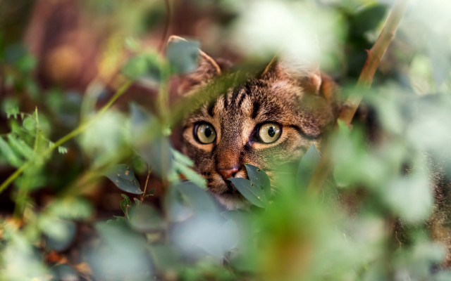 Curious cat peeking leaves grass free wallpaper for desktop - medium preview image
