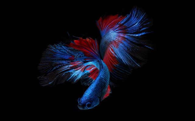 Red blue fish long tail free wallpaper for desktop - medium preview image