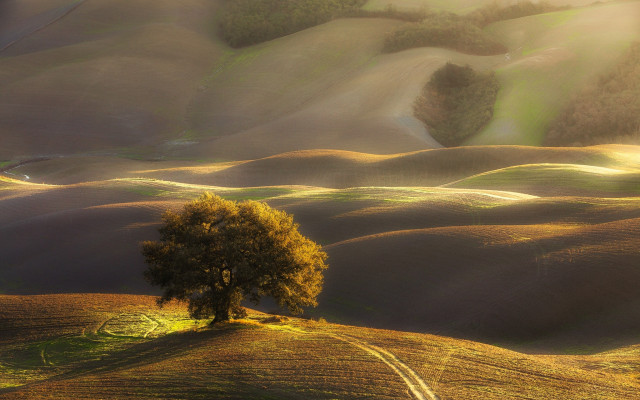 Lone tree field sunset ocean free wallpaper for desktop - medium preview image