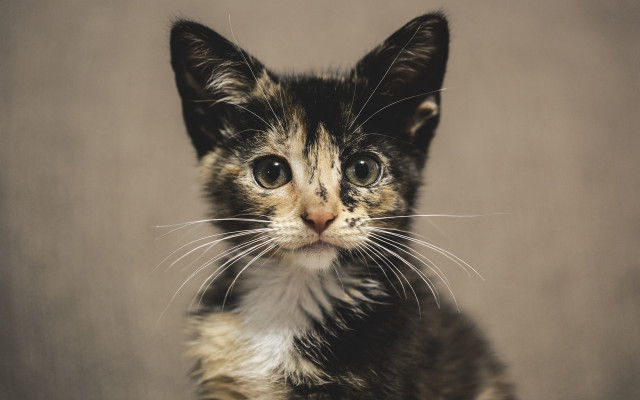 Kitten sad serious eyes renaissance free wallpaper for desktop - medium preview image