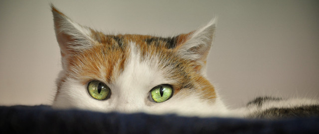 Black cat green eyes macro #2 free wallpaper for desktop - medium preview image