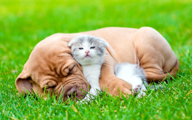 Cat dog cuddling nature outdoors free wallpaper for desktop - medium preview image
