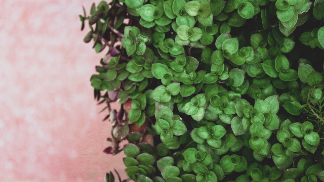 Green leaves pink wall ivy free wallpaper for desktop - medium preview image