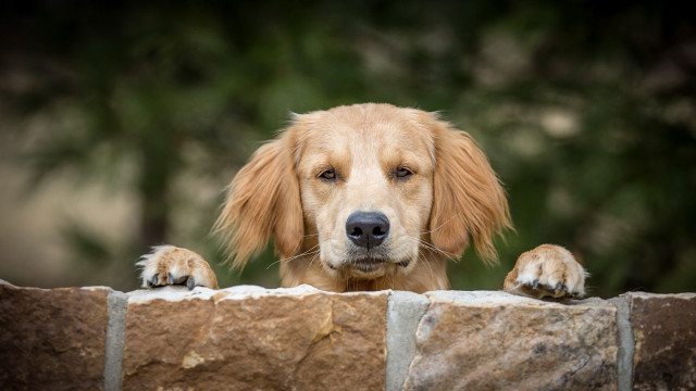 Dog peeking over wall blurry free wallpaper for desktop - medium preview image
