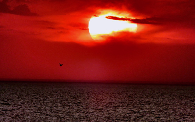 Bird sunset red sky mountain free wallpaper for desktop - medium preview image