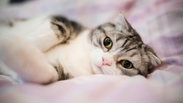 Cat shiba inu pink blanket free wallpaper for desktop - medium preview image