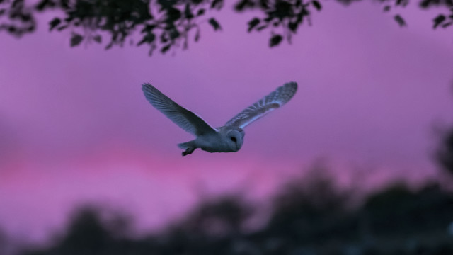 Bird pink sky trees motion free wallpaper for desktop - medium preview image