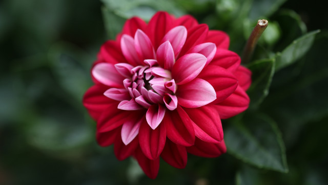 Red pink flower bokeh leaves free wallpaper for desktop - medium preview image