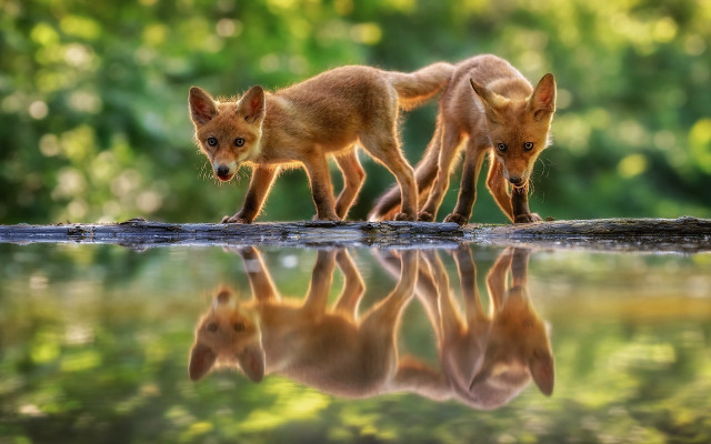 Foxes log water trees nature free wallpaper for desktop - medium preview image