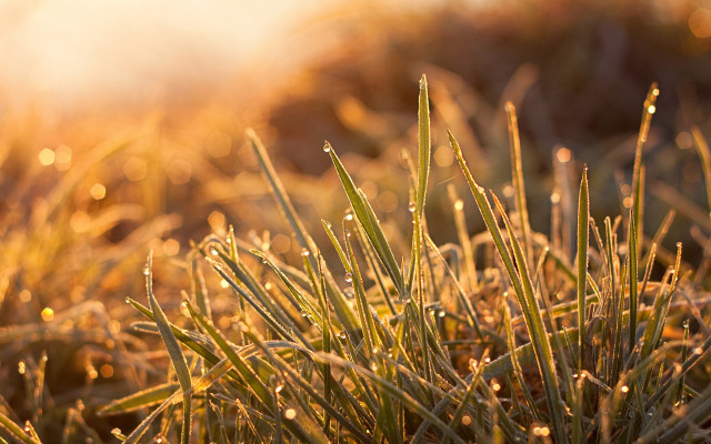 Dew sunshine green grass autumn free wallpaper for desktop - medium preview image
