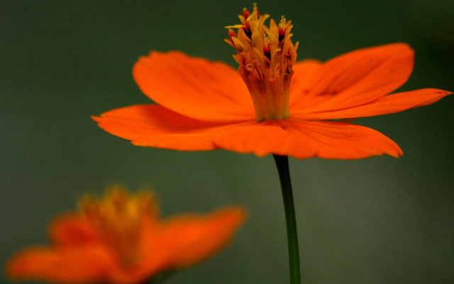 Orange flower maple leaf ecological free wallpaper for desktop - medium preview image