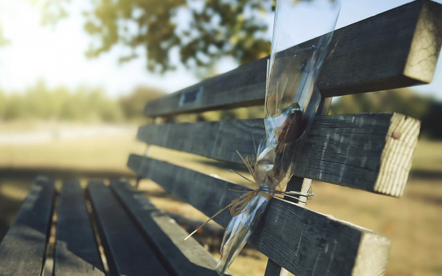 Wooden bench glass backend tree free wallpaper for desktop - medium preview image