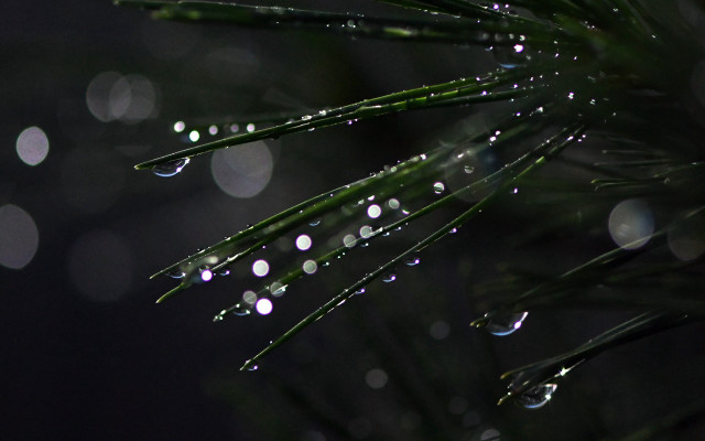 Pine water drops moon bokeh free wallpaper for desktop - medium preview image