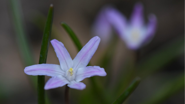 White flower hydrangea lily lotus free wallpaper for desktop - medium preview image