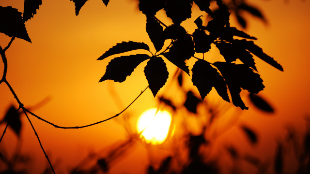 Tree sunset leaves blurry branch free wallpaper for desktop - medium preview image