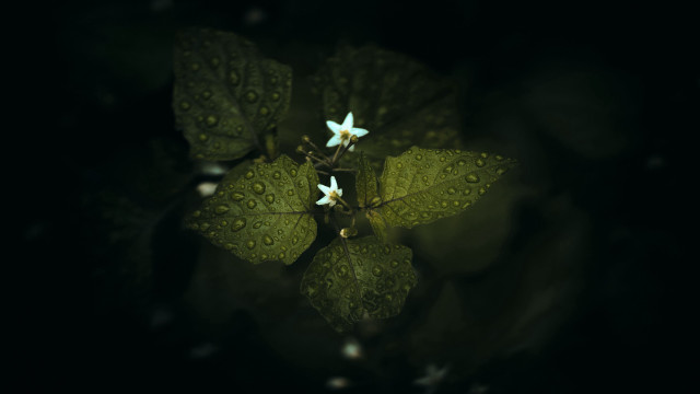 Green leaf white flowers water free wallpaper for desktop - medium preview image