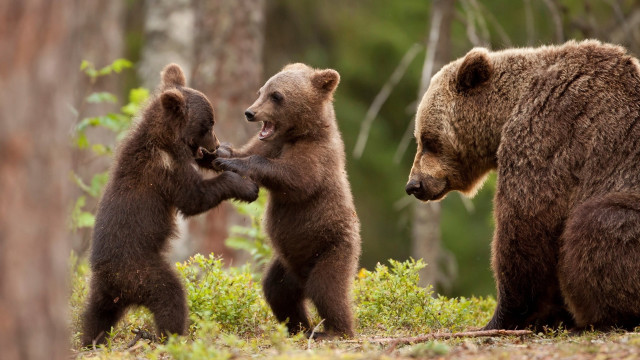 Three brown bears playing woods free wallpaper for desktop - medium preview image
