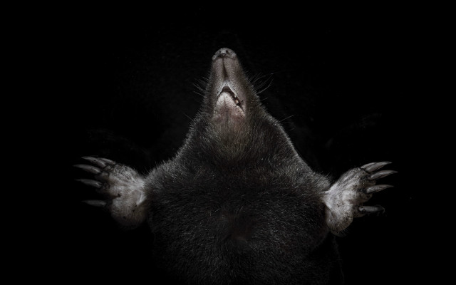 Black monster sharp teeth spikes free wallpaper for desktop - medium preview image