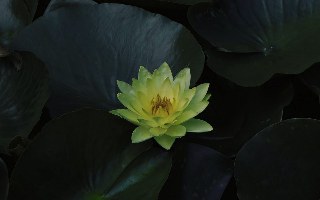 Yellow flower green leaves water free wallpaper for desktop - medium preview image
