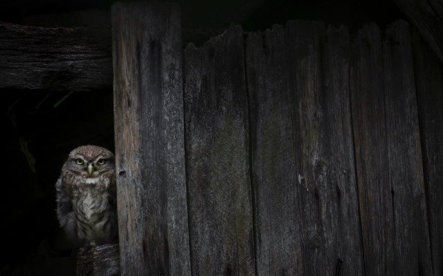 Small owl fence post barn free wallpaper for desktop - medium preview image