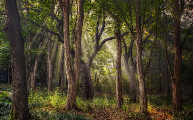 Forest light rays nature garden free wallpaper for desktop - medium preview image