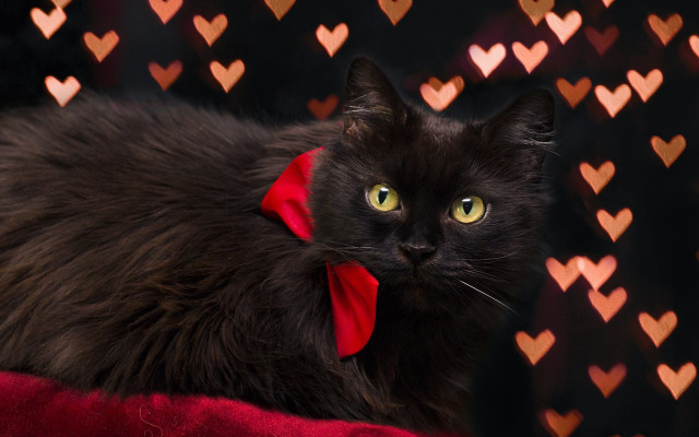 Black cat red bow hearts free wallpaper for desktop - medium preview image