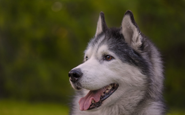 Husky smiling tongue out green free wallpaper for desktop - medium preview image