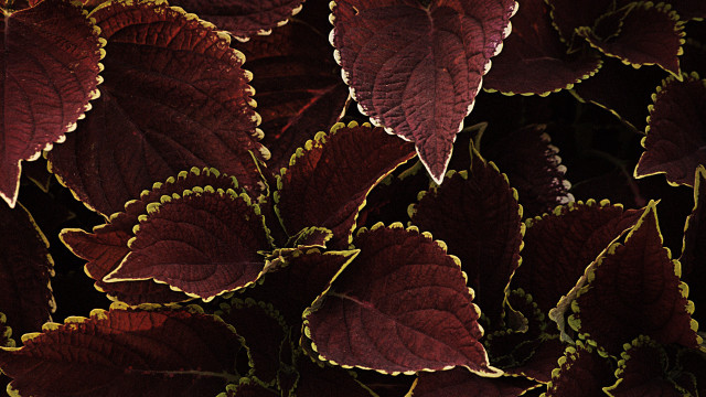 Leaves green spots red yellow free wallpaper for desktop - medium preview image