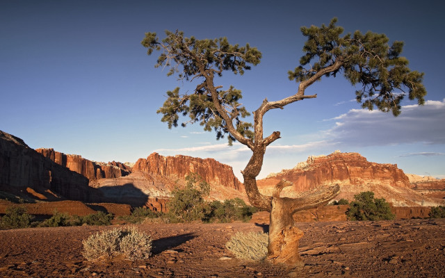 Lone tree desert mountains blue #3 free wallpaper for desktop - medium preview image