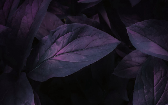 Purple plant closeup leaves black free wallpaper for desktop - medium preview image
